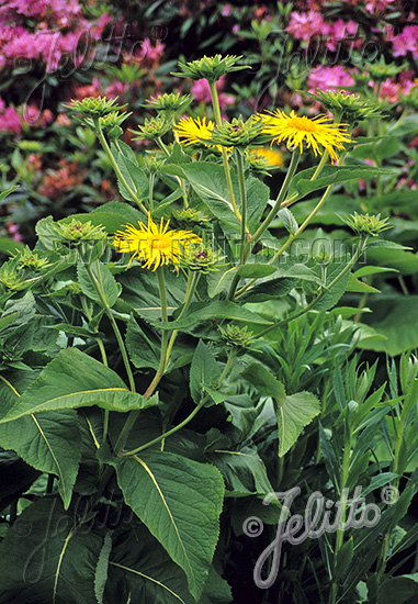 INULA helenium, Oman pravý  cca.20 semien